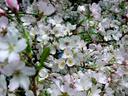 Blossoms.